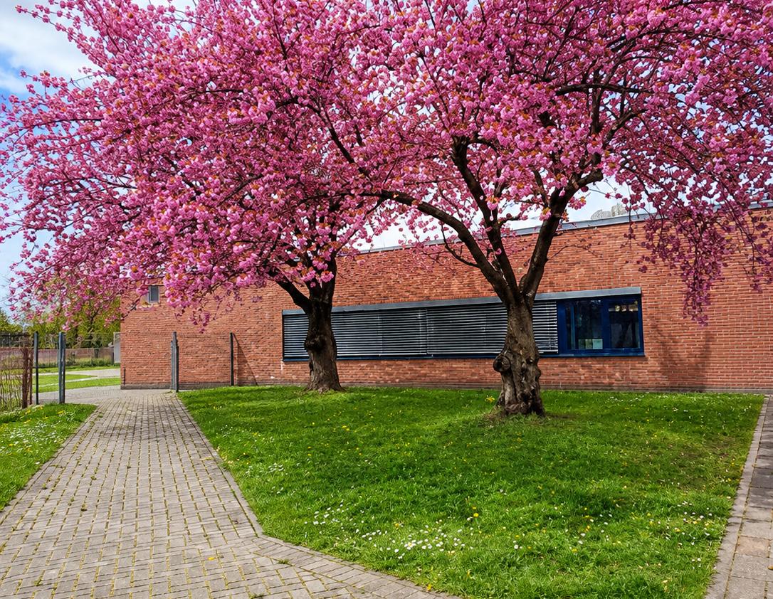 Anne Frank Schule Blütenbaum Adlerstraße